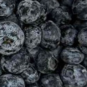 Blueberries